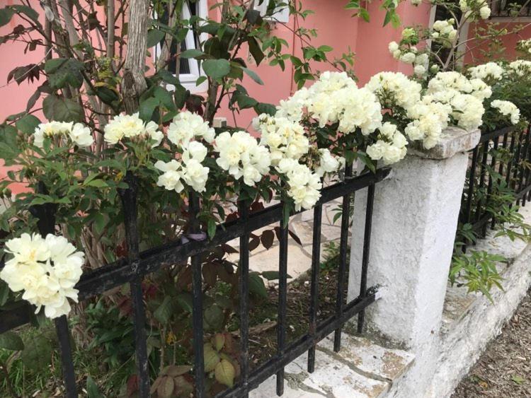 Marili Apartments Roda  Zewnętrze zdjęcie